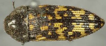 Media type: image;   Entomology 8031 Aspect: habitus dorsal view